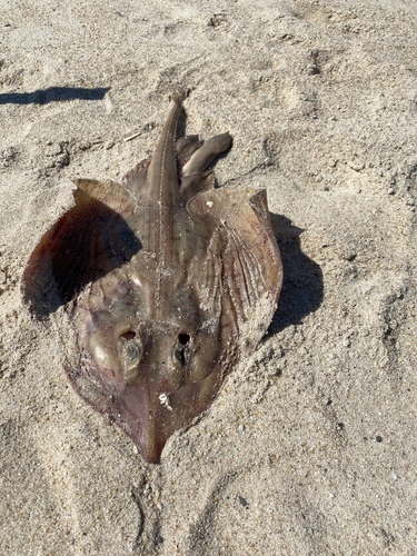 Clearnose Skate, Gibson Beach, Southampton, NY, US, photo 10 of 10