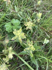Castilleja unalaschcensis