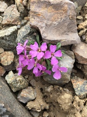 Erysimum pallasii