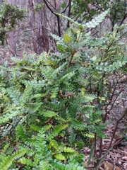 Weinmannia tomentosa