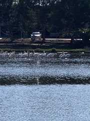 Pelecanus onocrotalus