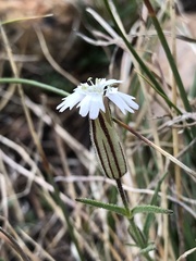 Silene sargentii