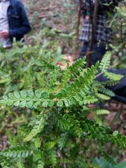 Weinmannia tomentosa