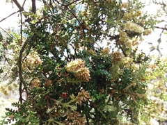 Weinmannia tomentosa