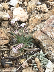Silene sargentii