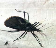 Triatoma recurva