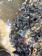 Phyllodocida