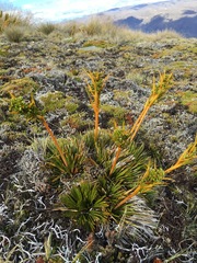 Aciphylla montana