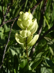 Castilleja septentrionalis