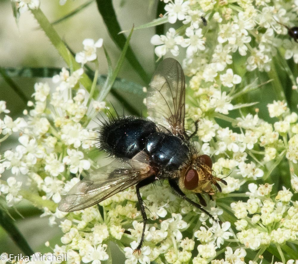 Archytas aterrimus