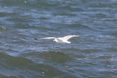 Larus argentatus smithsonianus