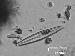 Naviculales