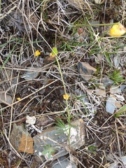 Ranunculus pedatifidus affinis