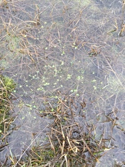 Ranunculus hyperboreus