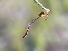 Leptopteromyia americana