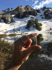 Naviculales
