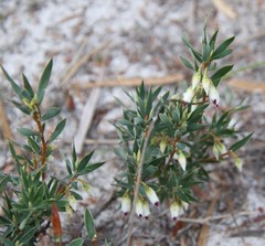Conostephium pendulum
