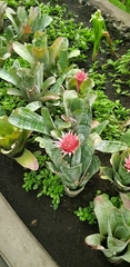 Aechmea fasciata