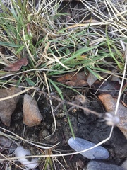 Symphyotrichum yukonense