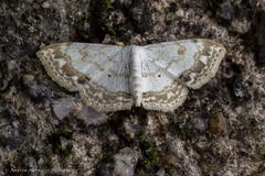 Scopula propinquaria