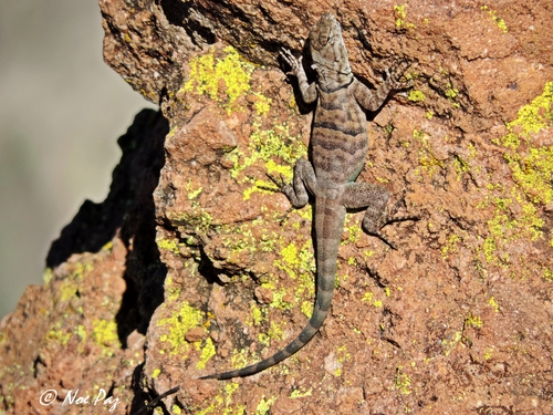 Shortnose Rock Lizard