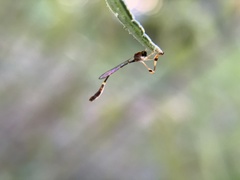 Leptopteromyia americana