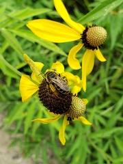 Andrena rudbeckiae
