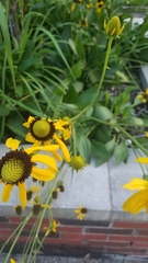Rudbeckia texana