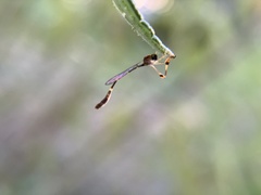 Leptopteromyia americana