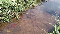 Bufo bankorensis