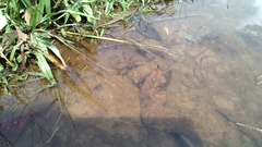 Bufo bankorensis