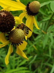 Andrena rudbeckiae