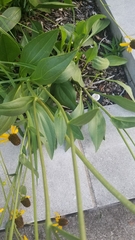 Rudbeckia texana
