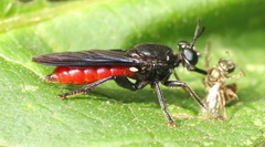 Lampria bicolor
