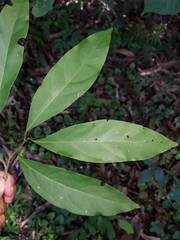 Nectandra lineata