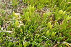 Diphasiastrum sitchense