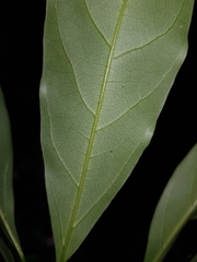 Nectandra lineata