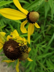 Andrena rudbeckiae