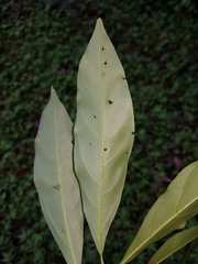Nectandra lineata