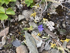 Gentiana prostrata