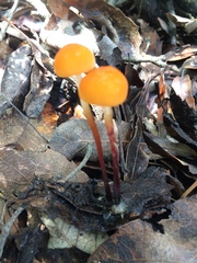 Marasmius spegazzinii