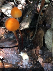 Marasmius spegazzinii