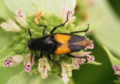 Macrosiagon dimidiata