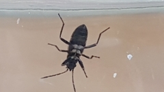 Rhyparochromus vulgaris