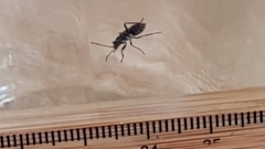 Rhyparochromus vulgaris