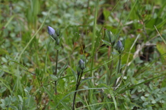 Gentiana sceptrum