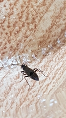 Rhyparochromus vulgaris