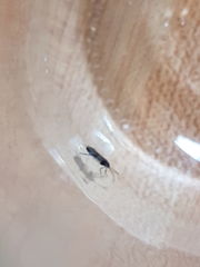 Rhyparochromus vulgaris