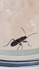 Rhyparochromus vulgaris