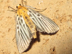 Tyspanodes hypsalis